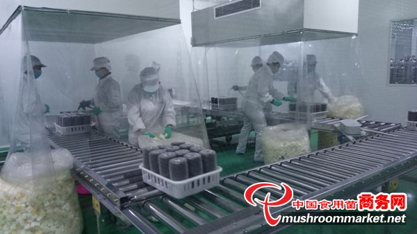 明水縣食用菌產業(yè)邁入工廠化生產新階段